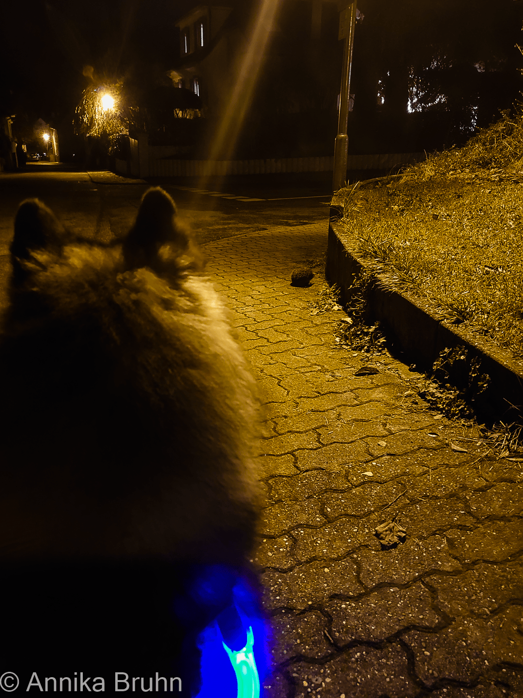 Q und der Igel